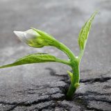 A sprout growing in the middle of asphalt