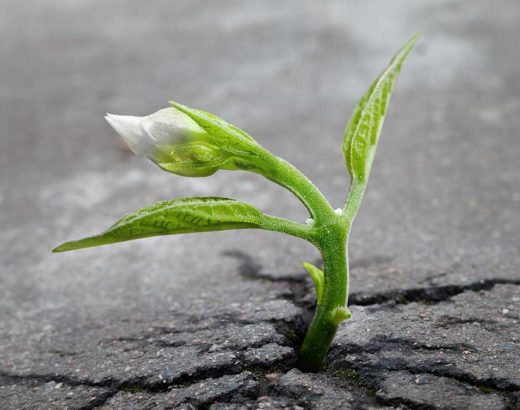 A sprout growing in the middle of asphalt