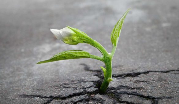 A sprout growing in the middle of asphalt